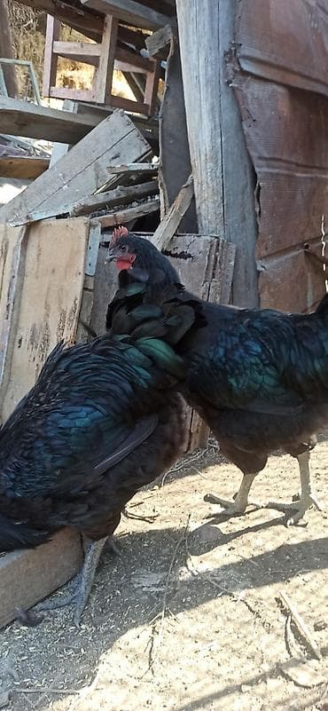 Кошки: Продаю 8 мес.петушков Джерсийский гигант.Линия Фокина — 2