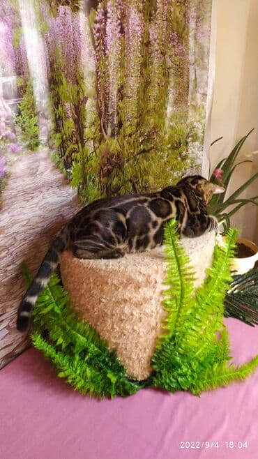 новорожденные котята: Красивейшие Бенгальские котята . разный возраст. Большой — 5