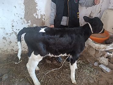 Ветеринар кызматы: Сатам | Кунаажын | Көбөйтүү үчүн | Байланган — 1