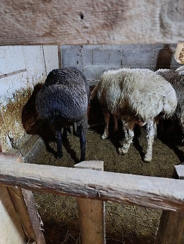 голубая вислоухая кошка: Продаю | Овца (самка) | Для разведения | Осеменитель — 8