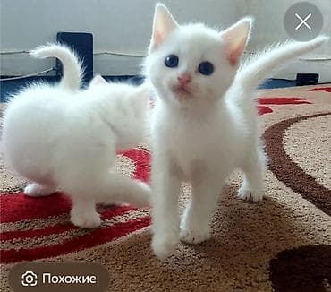кошки купить бишкек: Здравствуйте любители катёнка.месец уже катёнка сего 3 штука все белые — 3