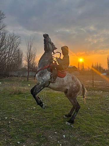 жылкы жаныбар: Сатам | Тай | Ат спорту | Жасалма жол менен боозутуу — 9