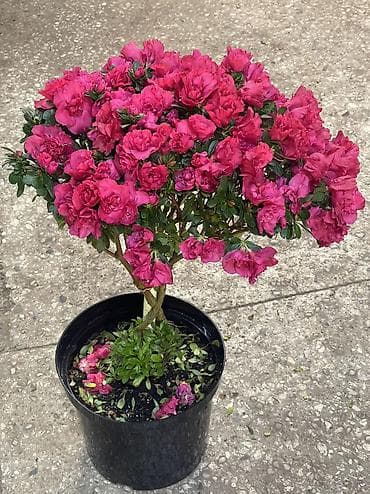 alize puffy: Те самые Азалии Лучший подарок на 8 марта Они по акции 3000 С акцией — 4