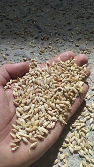 ячмень цена: Продаю ячмень, пшеница, отруби, овес россыпью в мешках, погрузка — 2