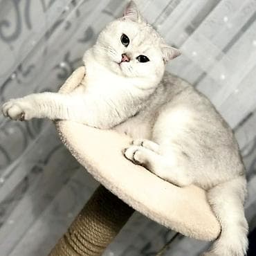 кошк: Ит кууту: Скотиш Страйт (Шотландиялык тик кулактуу), Эркек, 1 жаш, Эмделген, Күмүш өңдүү шиншилла — 2