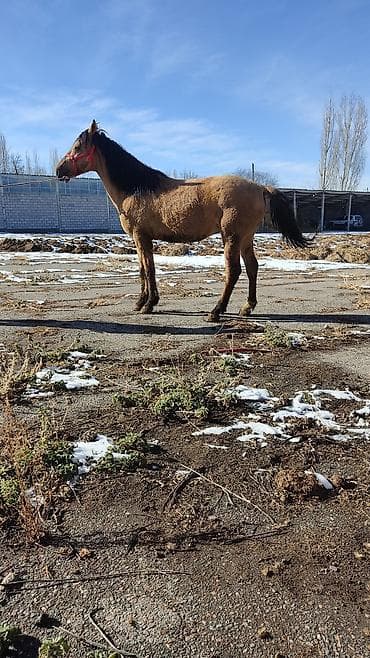 белый конь: Продаю | Конь (самец) | Конный спорт — 2