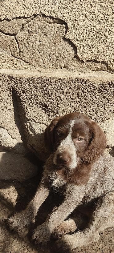 собаки токмок: Готовы к продаже щенки драатхары Родились 23 февраля. Три девочки и — 2