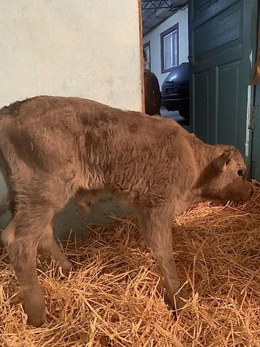 бычки обмен: Продаю | Музоо, торпок | Ангус, Швицкая | На откорм, На забой, Для разведения | Племенные — 2