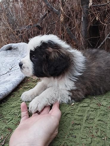 собака щпиц: Сенбернар, 1 месяц, Самка — 4