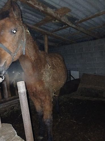 хайлайн тоок: Продаю | Жеребенок | Полукровка | Конный спорт — 4