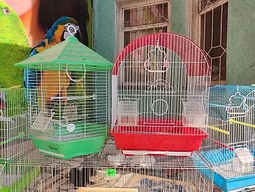 Үй жаныбарлары: Клетки для птиц и грызунов! — 2