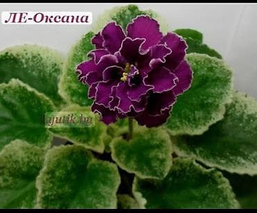 Бөлмө өсүмдүктөрү: Продаю деткистартеры взрослые цветущие фиалки 🌺🌿🌺. Нахожусь в — 6