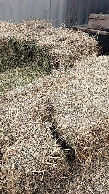 алабай бишкек: Сено в тюка 4 орум 350 сом — 2