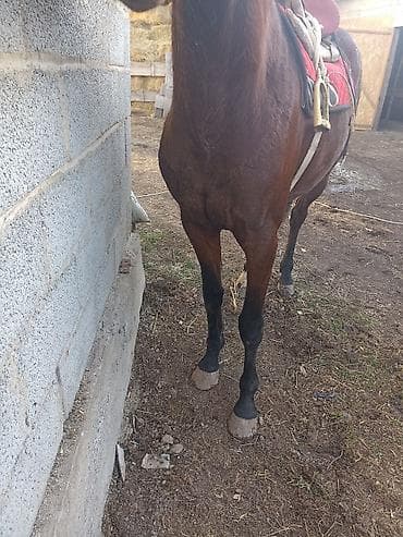 кошки мальчик: Продаю | Жеребец | Английская | Для разведения, Конный спорт — 2