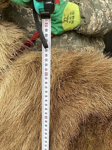 А/ч жаныбарларын сатам: Сатам | Кочкор (эркек) | Көбөйтүү үчүн | Асыл тукумдуу — 7