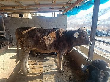 Продаю | Тёлка | Швицкая | На забой | Привязанные