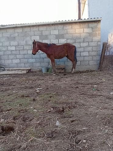 Лошадь в недоуздке - Масть: рыжая - Тип: верховой/рабочий -