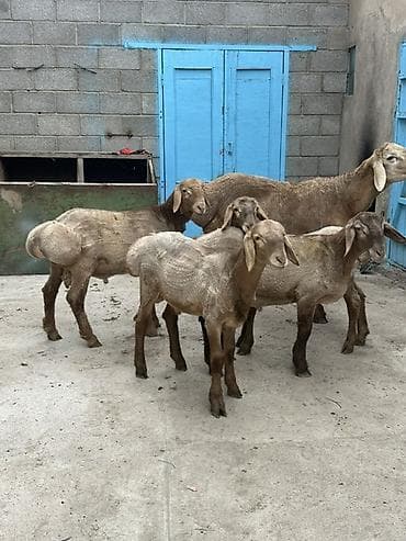 Айыл-чарба жаныбарлары: Сатам | Кочкор (эркек) | Арашан | Көбөйтүү үчүн | Ургаачы — 3