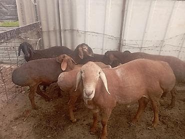 гуси линда: Продаю | Овца (самка) | Полукровка | Для разведения | Племенные — 4