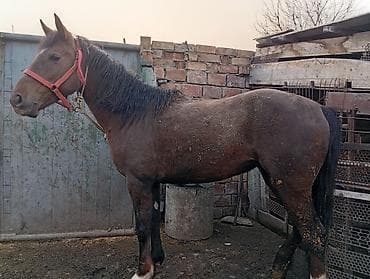 Продам с/х животных: Продаю | Кобыла (самка) | На забой — 4