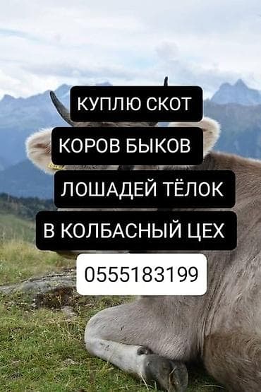 Частное лицо : Коровы, быки, Лошади, кони, Другие с/х животные, | Круглосуточно, Любое состояние, Забитый