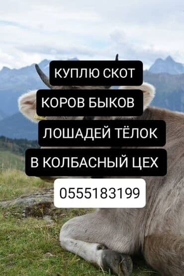 купить рыбу в аквариум: Куплю | Коровы, быки, Лошади, кони, Другие с/х животные | Круглосуточно, Любое состояние, Забитый — 1
