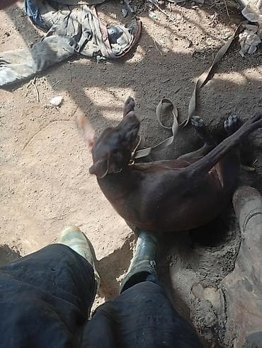 сколько стоит американская короткошёрстная кошка: Собака даром: Курцхаар, 10 месяцев, Самка, С прививкой — 3