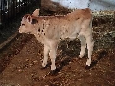 корм для цыплята: Продаю | Музоо, торпок | На откорм | Искусственник — 2