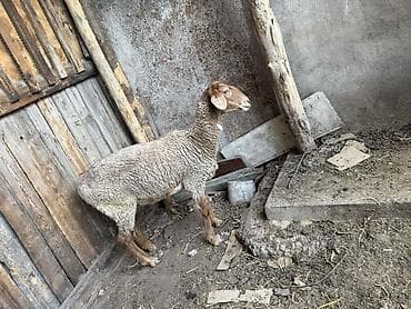 дикий кабан: Продаю | Овца (самка) | Для разведения | Ягнившаяся — 6