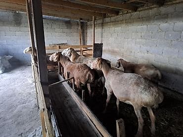животные баран: Продаю | Овца (самка) | Для разведения | Ярка — 3