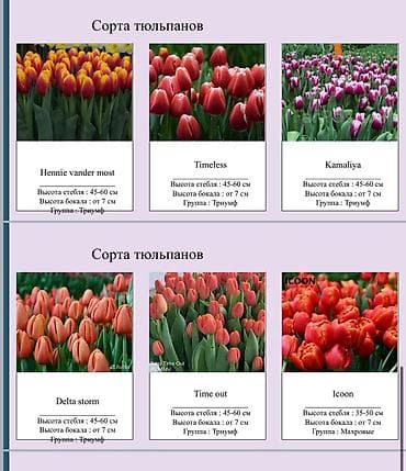 каракол цветы: ТЮЛЬПАНЫ ОПТОМ БИШКЕК — 7