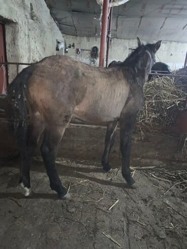 Грызуны: Продаю | Жеребенок | Полукровка | Для разведения, Рабочий | Племенные — 1