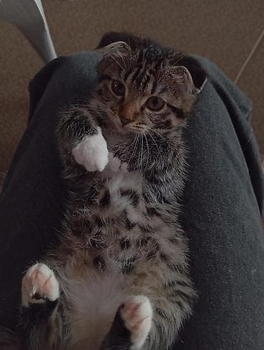 Кемирүүчүлөр: Срочно продаются котята от мама- британки,домашние, пушистые и — 2