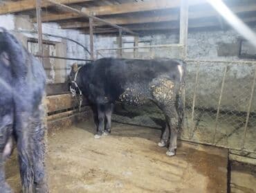 питбуль 6 месяцев: Продаю | Бык (самец) | Швицкая — 2