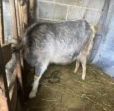 уй животных: Продаю | Коза (самка) | Полукровка | Для разведения — 1