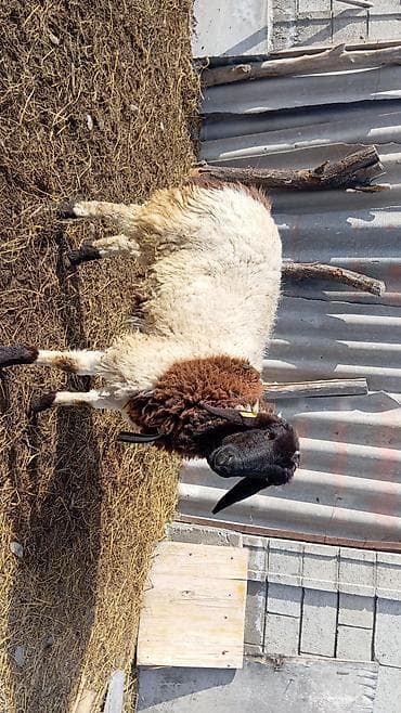 Үй жаныбарлары: Сатам | Ургаачы кой (ургаачы) | Союуга, Көбөйтүү үчүн — 1