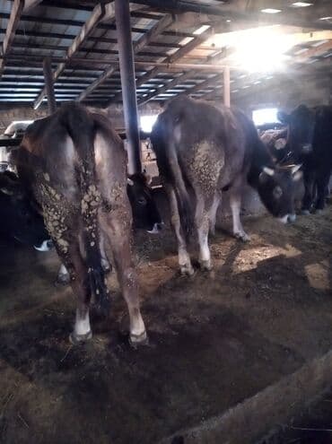 годовалые телки: Продаю | Тёлка — 1