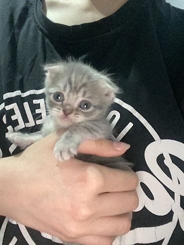 коты сфинкс: Шотландские котята с вислоушками - Порода: шотландская вислоухая — 5