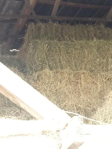 зелёный корм: Сено в тюках и россыпью - Натуральное луговое сено, заготовка — 1