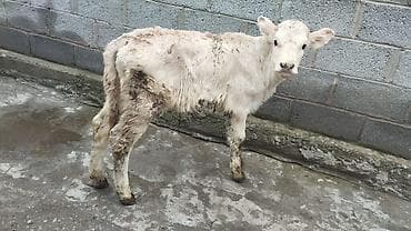 голштин парода: Продаю | Тёлка | На откорм | Искусственник — 3