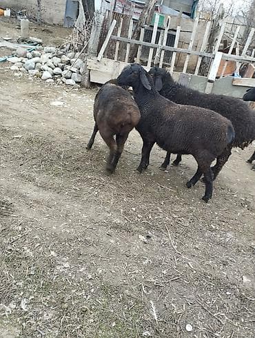 кролик декоративный: Продаю | Овца (самка) | Для разведения — 8