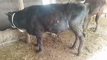 охотничие собаки: Продаю | Бык (самец) | На откорм | Привязанные — 5