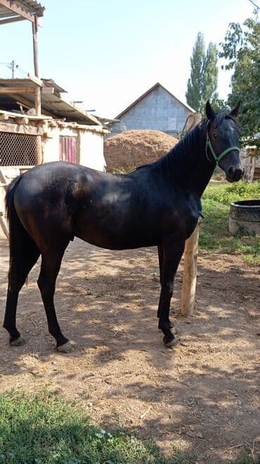 усыпление животных бишкек: Продаю | Жеребец | Конный спорт | Племенные — 6