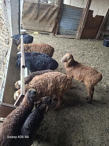 Продаю | Ягненок | На забой — 5