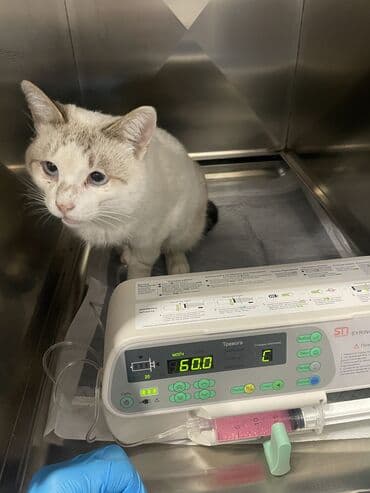 корм для домашних животных: Ветеринарная клиника 🐱🐶🐏 Лечение домашних животных 🩹🩺 - Хирургическое — 2