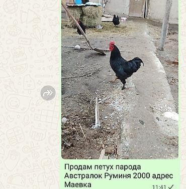 плодные матки: Продаю | Петух | Для разведения — 2
