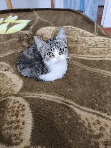 мышык сатып алам: 5 айлык, Ургаачы — 1