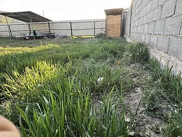 учхоз бишкек: 475 соток, Курулуш, Кызыл китеп, Техпаспорт, Сатып алуу-сатуу келишими — 5