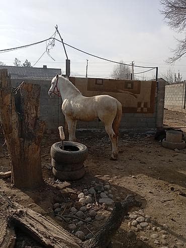 армянские машины: Обмен на авто хлам не предлагать — 1