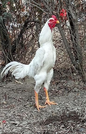 сколько стоит британские кошки: Продаю | Петух | Бойцовая | Для разведения — 5